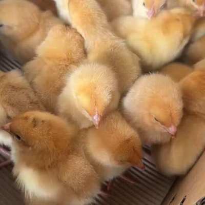3月14日肉雞及苗雞市場行情評述 苗雞供應偏緊，價格穩中有升